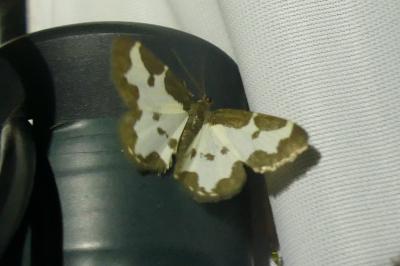 <i>Lomaspilis marginata</i>