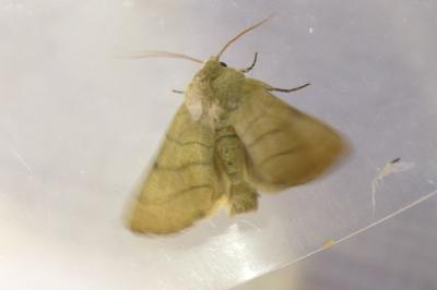 <i>Charanyca trigrammica</i>