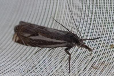 <i>Crambus lathoniellus</i>