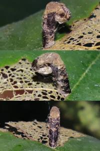 <i>Coleophora ibipennella</i>