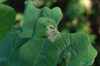 <i>Coleophora ibipennella</i>