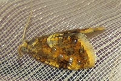 <i>Pseudargyrotoza conwagana</i>