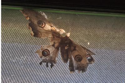 <i>Saturnia pyri</i>