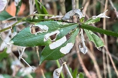 <i>Mecyna asinalis</i>