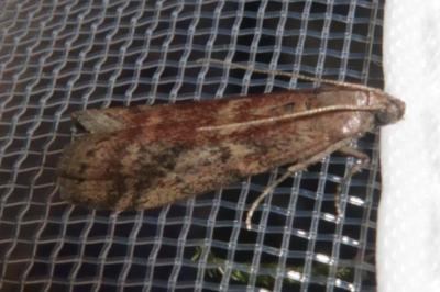 <i>Ephestia elutella/woodiella</i>