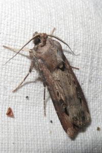 <i>Agrotis ipsilon</i>