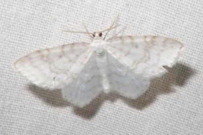 <i>Asthena albulata</i>