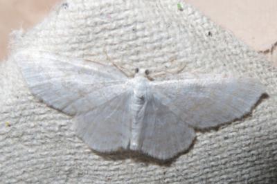 <i>Asthena albulata</i>