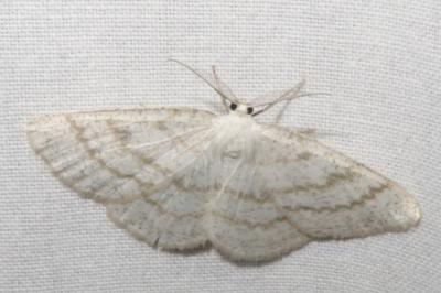 <i>Cabera exanthemata</i>