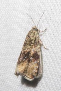 <i>Celypha lacunana</i>