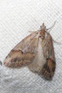 <i>Chesias rufata</i>