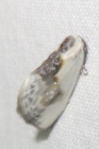 <i>Cilix glaucata</i>