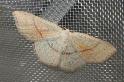 <i>Cyclophora punctaria</i>