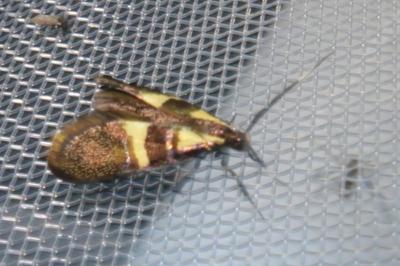 <i>Dasycera oliviella</i>