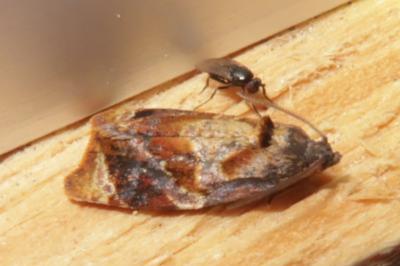 <i>Ditula angustiorana</i>