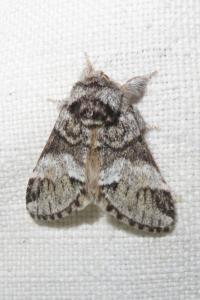 <i>Drymonia dodonaea</i>