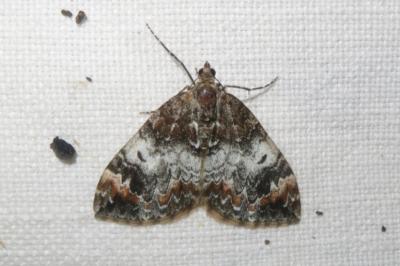 <i>Dysstroma truncata</i>