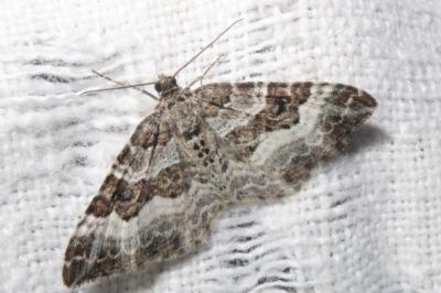 <i>Epirrhoe alternata</i>