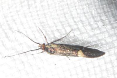 <i>Esperia sulphurella</i>