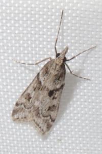 <i>Eudonia angustea</i>