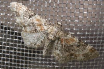 <i>Eupithecia linariata/pulchellata</i>