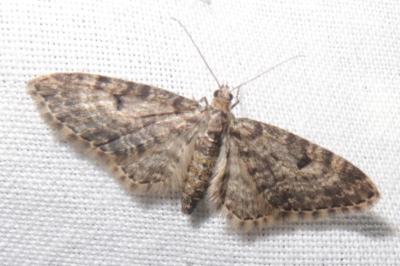 <i>Eupithecia tantillaria</i>