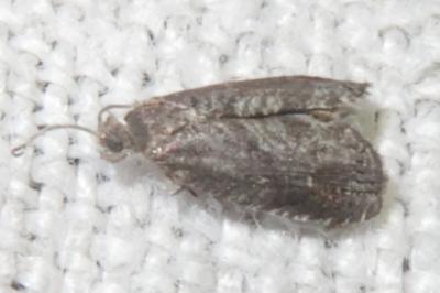 <i>Grapholita funebrana/molesta</i>