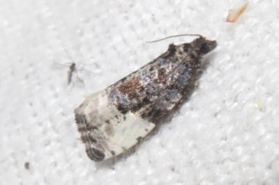 <i>Hedya pruniana</i>