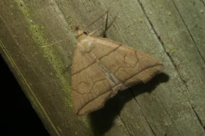 <i>Herminia grisealis</i>