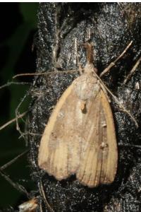 <i>Hypena rostralis</i>