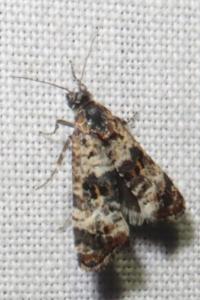 <i>Hysterophora maculosana</i>