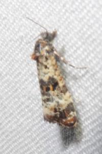 <i>Hysterophora maculosana</i>