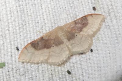 <i>Idaea degeneraria</i>