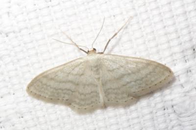 <i>Idaea subsericeata</i>
