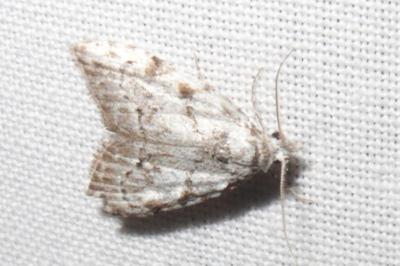 <i>Nola confusalis</i>