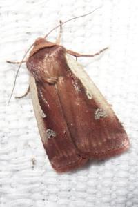 <i>Ochropleura plecta</i>