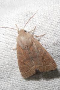 <i>Orthosia cerasi</i>