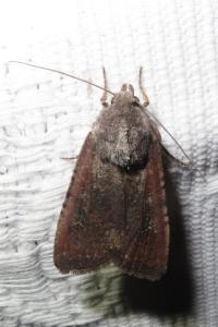 <i>Peridroma saucia</i>