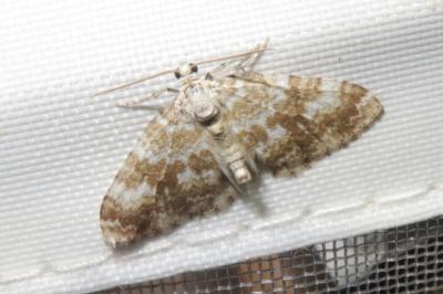 <i>Perizoma flavofasciata</i>