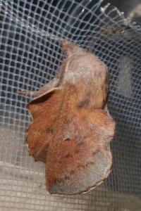 <i>Phyllodesma tremulifolia</i>