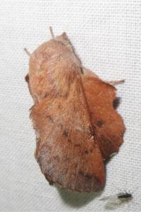 <i>Phyllodesma tremulifolia</i>