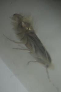 <i>Phyllonorycter quercifoliella</i>