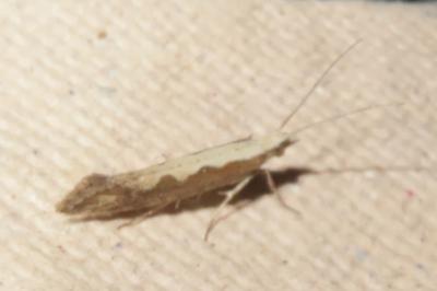 <i>Plutella xylostella</i>