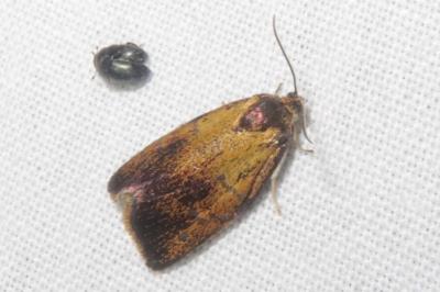 <i>Ptycholoma lecheana</i>