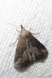 <i>Schrankia costaestrigalis</i>