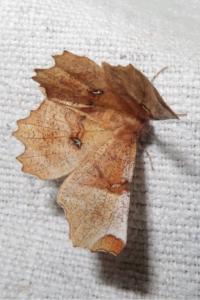 <i>Selenia lunularia</i>