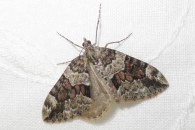 <i>Thera britannica/obeliscata/variata</i>