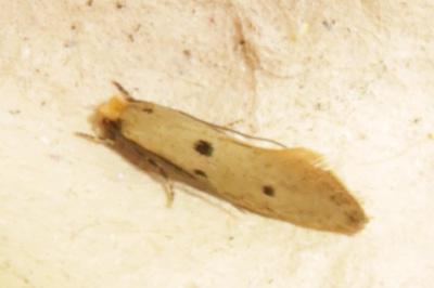 <i>Tinea trinotella</i>