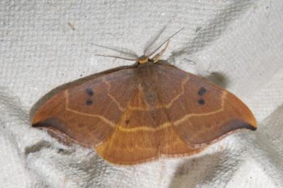 <i>Watsonalla binaria</i>