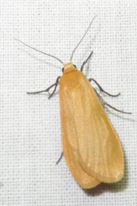 <i>Wittia sororcula</i>